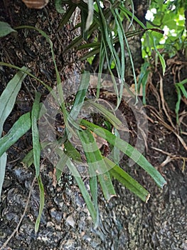 Pteridophyta adheres on tree