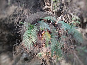Pteridophyta ferns growing wild on cliffs