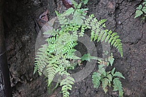 Pteridophyta ferns with triangular leaves