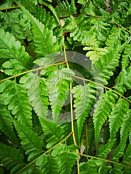 Pteridophyta fernâ€‹ greenâ€‹ leavesâ€‹ plantaeâ€‹