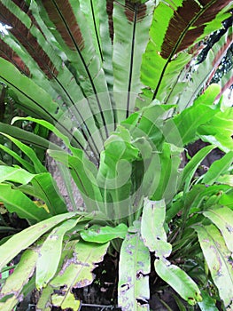 Pteridophyta, green tropical plant photo