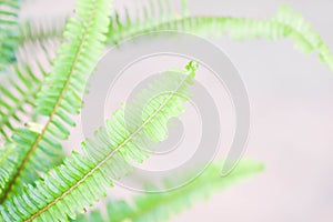 Pteridophyta growth leaf texture green photo