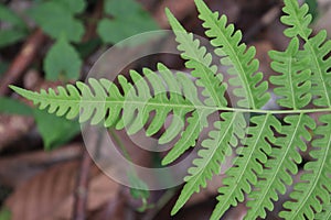 pteridophyta plant leaves that are shaped photo