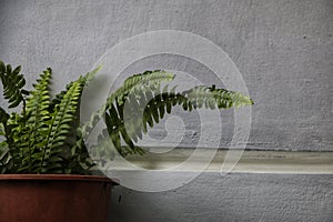 pteridophyta plant in an orange flowerpot on a gray wall background