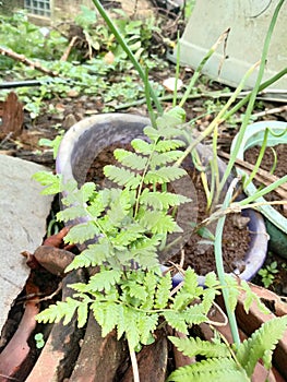 Pteridophyta plants