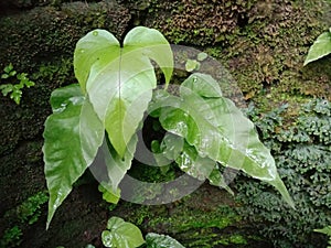 PTERIDOPHYTA~Tectaria heracleifolia photo
