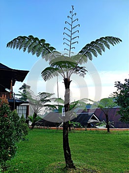 Pteridophyta or tree ferns can grow in forests.  Now it is often used as a garden decoration photo