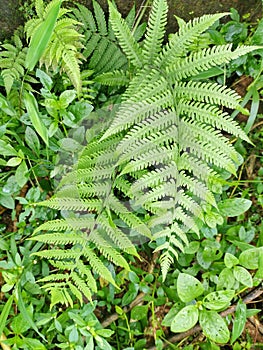 Pteridophytes
