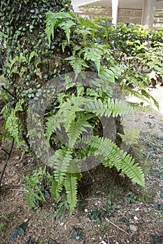 Pteridophytes live in tropical country or humid place