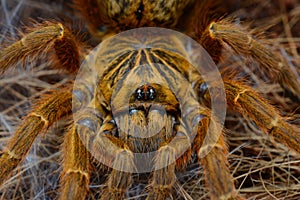 Pterinochilus murinus usambara spider close up photo