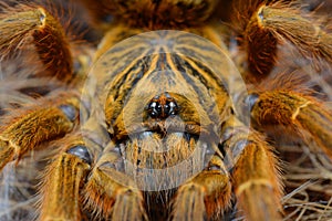 Pterinochilus murinus usambara spider close up photo