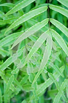 Pteris fern