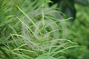 Pteris vittata (Chinese brake, Chinese ladder brake, simply ladder brake, Pakis rem cina)