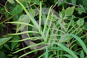 Pteris vittata (Chinese brake, Chinese ladder brake, simply ladder brake, Pakis rem cina)