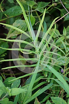 Pteris vittata (Chinese brake, Chinese ladder brake, simply ladder brake, Pakis rem cina)