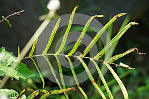 Pteris vittata (Chinese brake, Chinese ladder brake, simply ladder brake, Pakis rem cina)