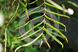 Pteris vittata (Chinese brake, Chinese ladder brake, simply ladder brake, Pakis rem cina)