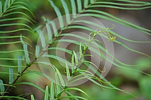 Pteris vittata (Chinese brake, Chinese ladder brake, simply ladder brake, Pakis rem cina)