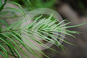 Pteris vittata (Chinese brake, Chinese ladder brake, simply ladder brake, Pakis rem cina)