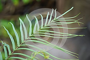 Pteris vittata (Chinese brake, Chinese ladder brake, simply ladder brake, Pakis rem cina)