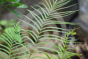 Pteris vittata (Chinese brake, Chinese ladder brake, simply ladder brake, Pakis rem cina)