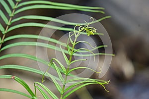 Pteris vittata (Chinese brake, Chinese ladder brake, simply ladder brake, Pakis rem cina)