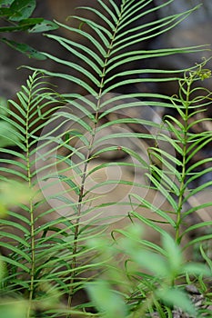 Pteris vittata (Chinese brake, Chinese ladder brake, simply ladder brake, Pakis rem cina)