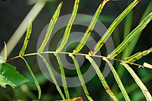 Pteris vittata (Chinese brake, Chinese ladder brake, simply ladder brake, Pakis rem cina) photo