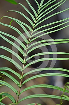 Pteris vittata (Chinese brake, Chinese ladder brake, simply ladder brake, Pakis rem cina) photo