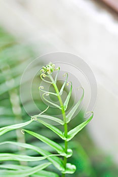 Pteris vittata or Pteris vittata L or fern , fern