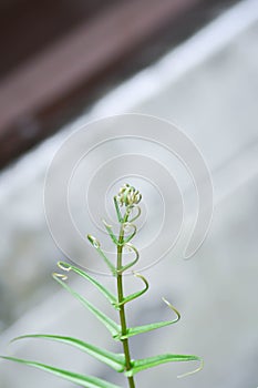 Pteris vittata or Pteris vittata L or fern , fern plant