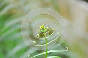 Pteris vittata or Pteris vittata L or fern , fern plant or Dicksonia antarctica