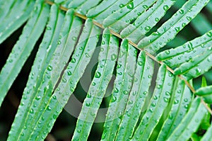 Pteris vittataPteris vittata or Pteris vittata L or fern , fern plant