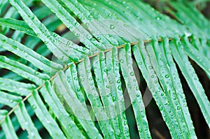 Pteris vittataPteris vittata or Pteris vittata L or fern , fern plant and rain drop