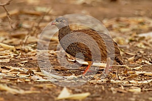 Pternistis natalensis - Natal Francolin or Natal Spurfowl species of brown bird in the family Phasianidae. It is found in Botswana