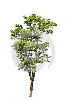 Pterocarpus indicus tree