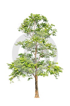 Pterocarpus indicus tree in Thailand