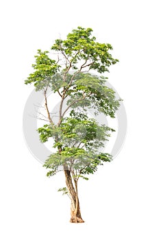 Pterocarpus indicus tree in Thailand