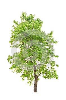 Pterocarpus indicus, tropical tree isolated