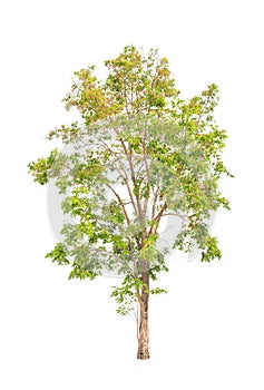 Pterocarpus indicus, tropical tree isolated