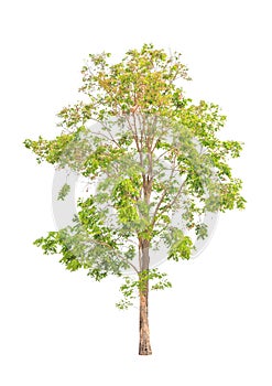 Pterocarpus indicus, tropical tree isolated