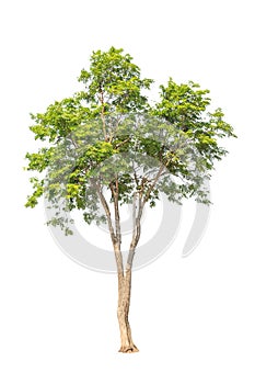 Pterocarpus indicus, tropical tree in Thailand
