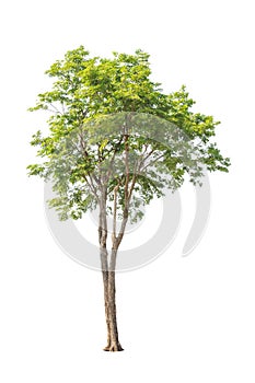 Pterocarpus indicus, tropical tree in Thailand