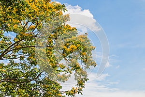 Pterocarpus macrocarpus