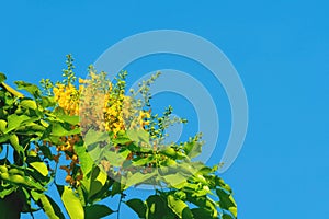 Pterocarpus macrocarpus flower with the bees find food on nature sky background. Pterocarpus indicus Willd on green leaves