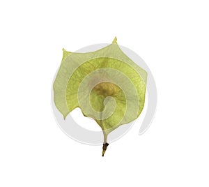 Pterocarpus macrocarpus seeds on white background