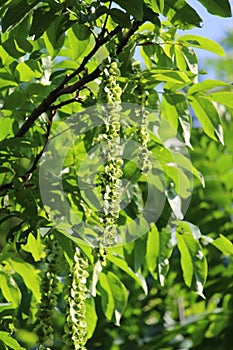 Pterocarya fraxinifolia or Caucasian Wingnut