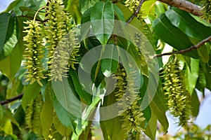 Pterocarya stenoptera is a small -winged tree