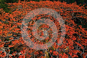 Pterocymbium macranthumtree blooming top aerial view