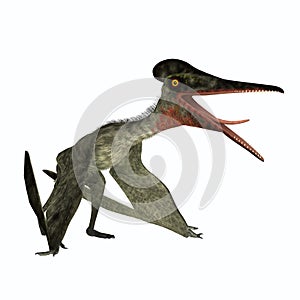 Jurassic Pterodactylus Pterosaur Sitting with Wings Folded photo